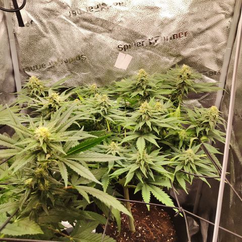 C-wa Haze growlog timeline photo