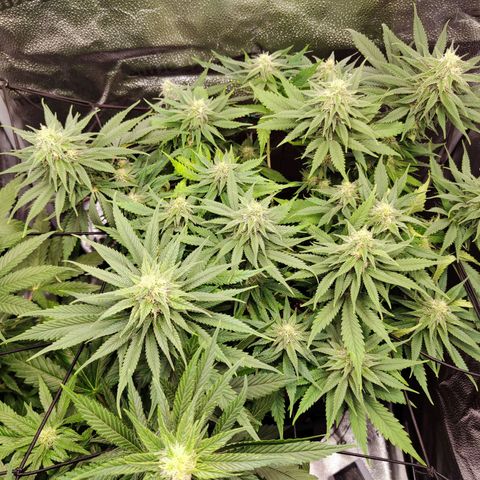 C-wa Haze growlog timeline photo