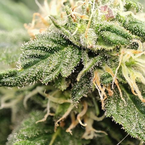 C-wa Haze growlog timeline photo