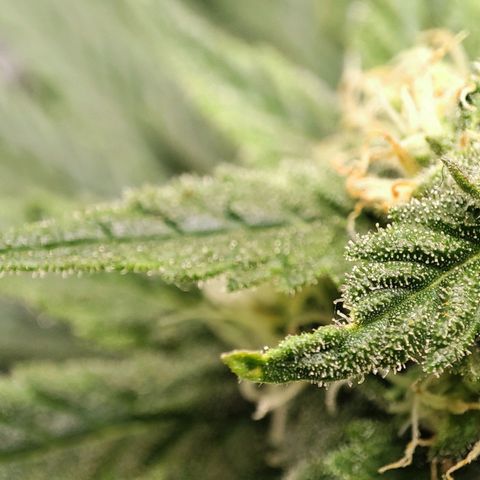 C-wa Haze growlog timeline photo