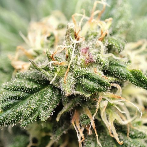 C-wa Haze growlog timeline photo