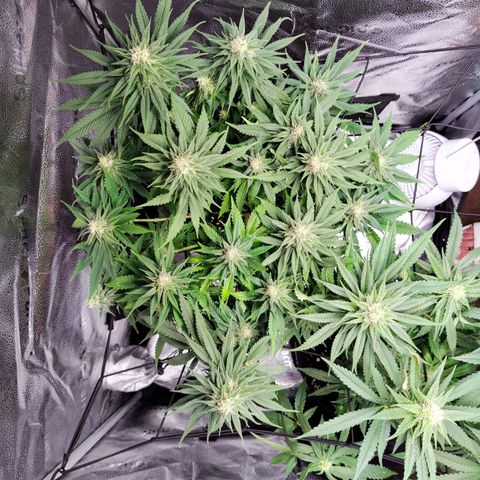 C-wa Haze growlog timeline photo