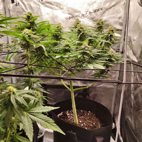 C-wa Haze growlog timeline photo