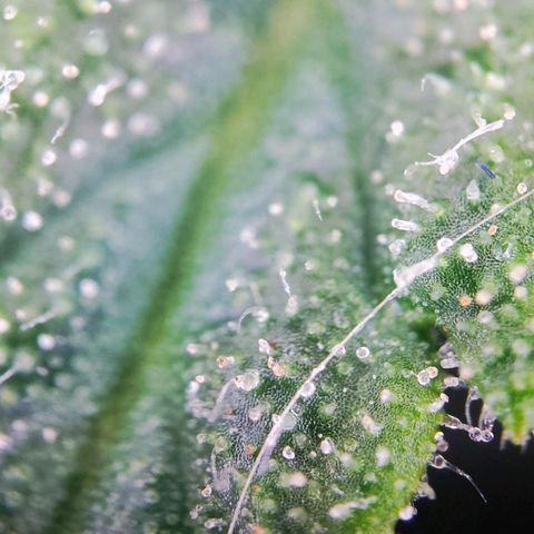 C-wa Haze growlog timeline photo
