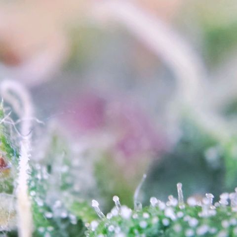 C-wa Haze growlog timeline photo