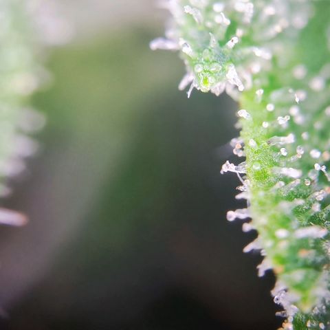 C-wa Haze growlog timeline photo