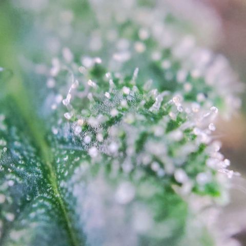 C-wa Haze growlog timeline photo