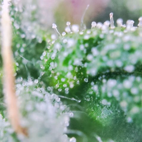 C-wa Haze growlog timeline photo
