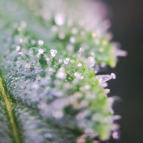 C-wa Haze growlog timeline photo
