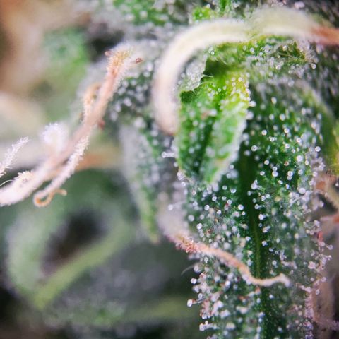 C-wa Haze growlog timeline photo