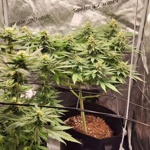 C-wa Haze growlog timeline photo