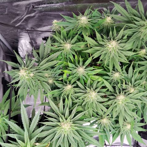 C-wa Haze growlog timeline photo