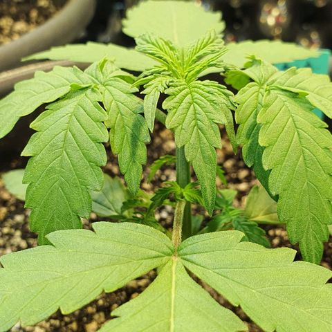 Seedsman Lemon Auto growlog photo: A planta amanheceu tristonha. Fiz uma rega pra ver se ela anima.