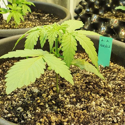 Seedsman Lemon Auto growlog photo: A planta amanheceu tristonha. Fiz uma rega pra ver se ela anima.