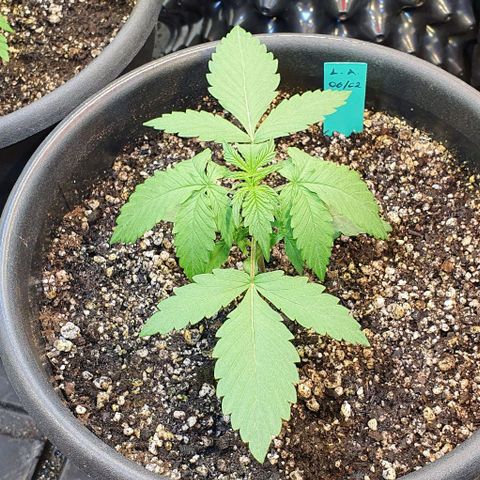 Seedsman Lemon Auto growlog photo: A planta amanheceu tristonha. Fiz uma rega pra ver se ela anima.