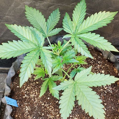 Original Russian 2 growlog photo