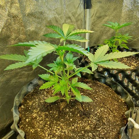 Original Russian 2 growlog photo