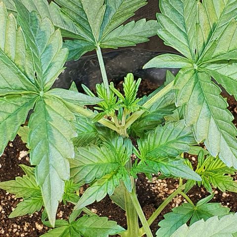 Original Russian 2 growlog photo