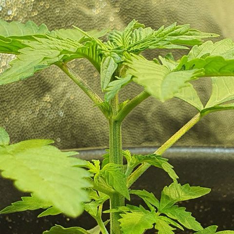 Seedsman Lemon Auto growlog timeline photo