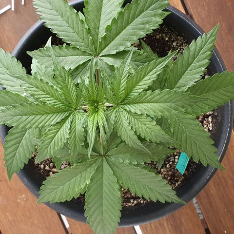 Seedsman Lemon Auto growlog timeline photo
