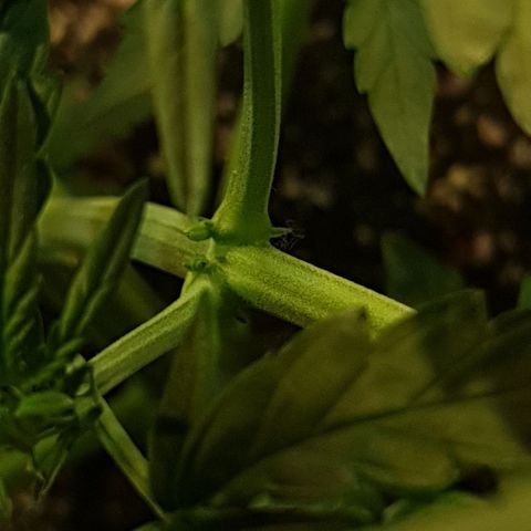 Original Russian 2 growlog photo