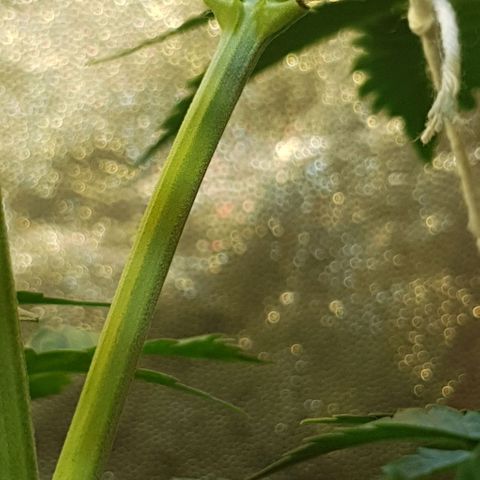 Original Russian 2 growlog photo: Has my plant hermied? 
