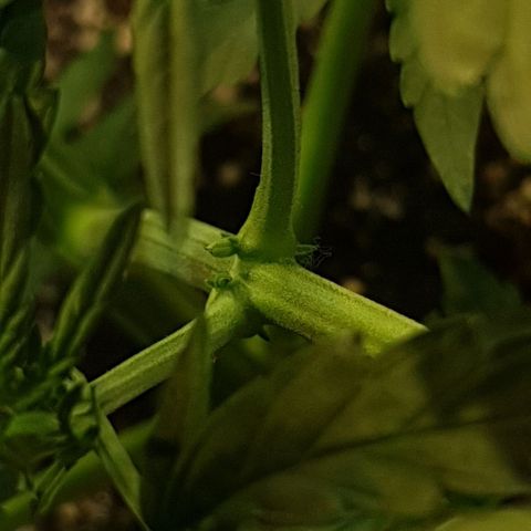 Original Russian 2 growlog photo: Has my plant hermied? 