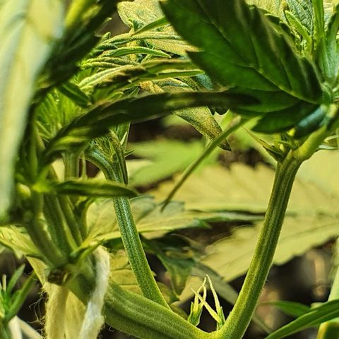 Original Russian 2 growlog photo