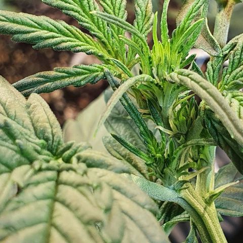 Original Russian 2 growlog timeline photo