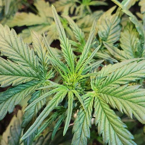 Original Russian 2 growlog timeline photo