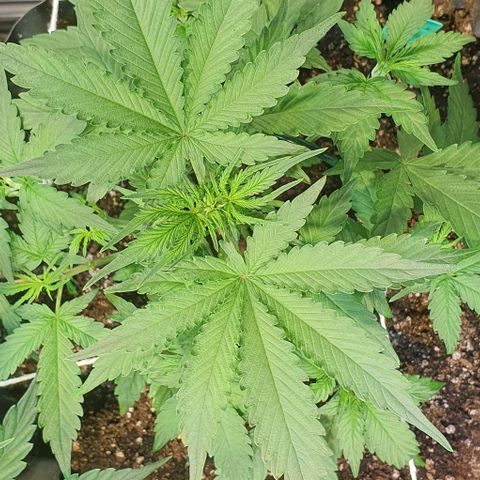 Seedsman Lemon Auto growlog timeline photo