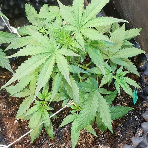Seedsman Lemon Auto growlog timeline photo