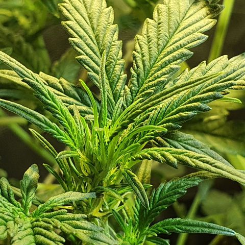 Original Russian 2 growlog timeline photo