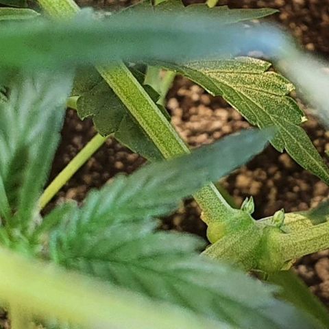 Original Russian 2 growlog timeline photo