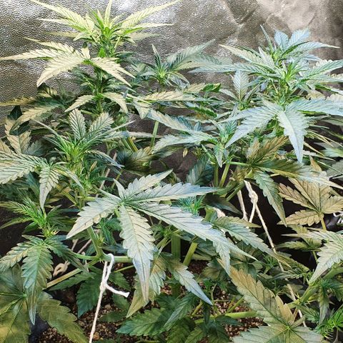 Original Russian 2 growlog timeline photo