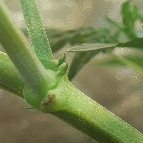 Original Russian 2 growlog photo: Polen sacks?