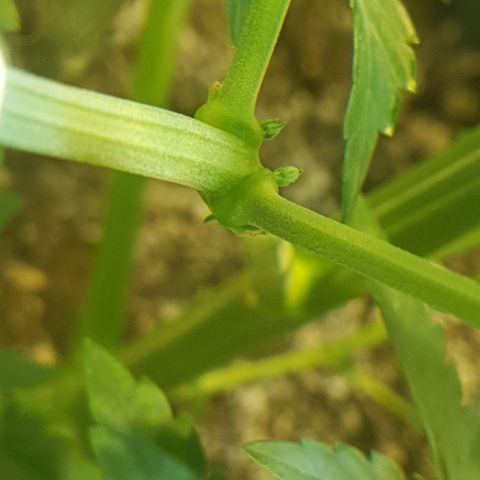 Original Russian 2 growlog photo: Polen sacks?