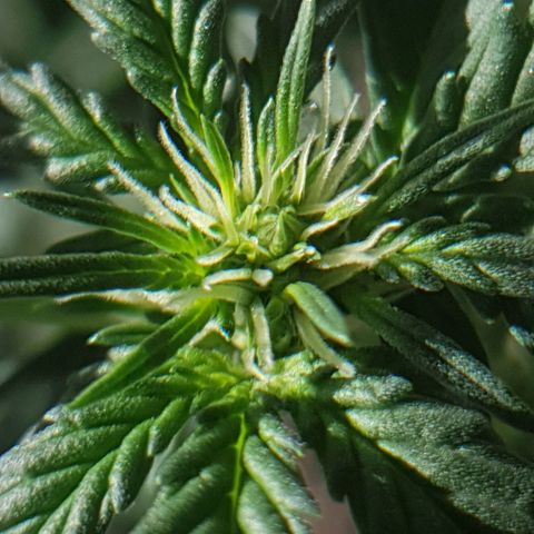 Original Russian 2 growlog photo: Sacos de pólen retirados / pólen sacs plucked