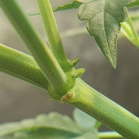 Original Russian 2 growlog photo: Sacos de pólen retirados / pólen sacs plucked