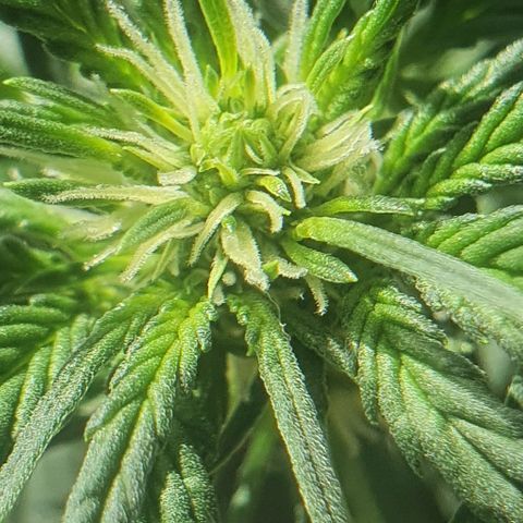 Original Russian 2 growlog photo: Sacos de pólen retirados / pólen sacs plucked