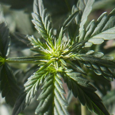 Original Russian 2 growlog photo: Sacos de pólen retirados / pólen sacs plucked