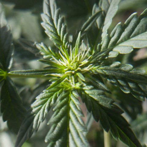 Original Russian 2 growlog photo: Sacos de pólen retirados / pólen sacs plucked