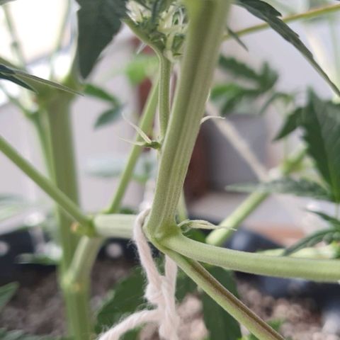 Original Russian 2 growlog photo: Sacos de pólen retirados / pólen sacs plucked