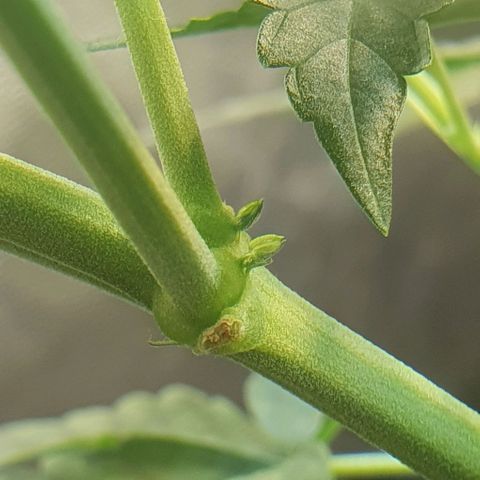 Original Russian 2 growlog photo: Sacos de pólen retirados / pólen sacs plucked