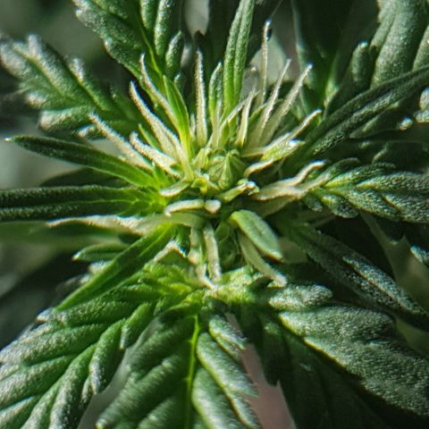 Original Russian 2 growlog photo: Sacos de pólen retirados / pólen sacs plucked