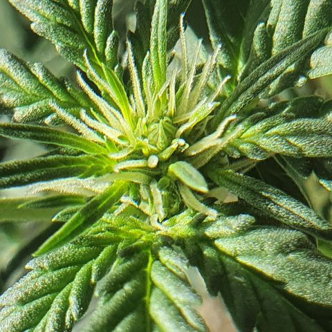 Original Russian 2 growlog photo: Sacos de pólen retirados / pólen sacs plucked