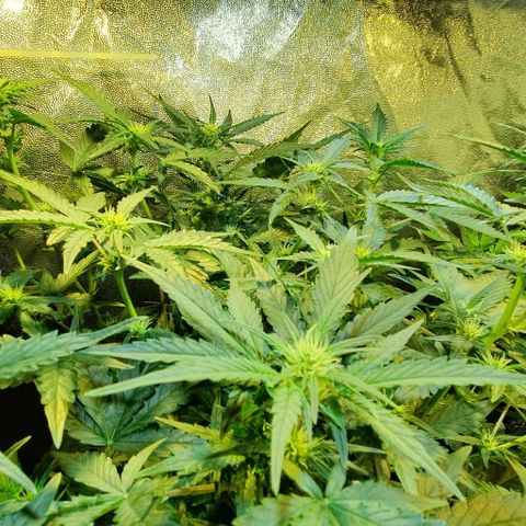 Original Russian 2 growlog timeline photo