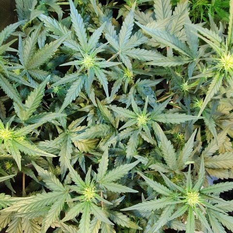 Original Russian 2 growlog timeline photo