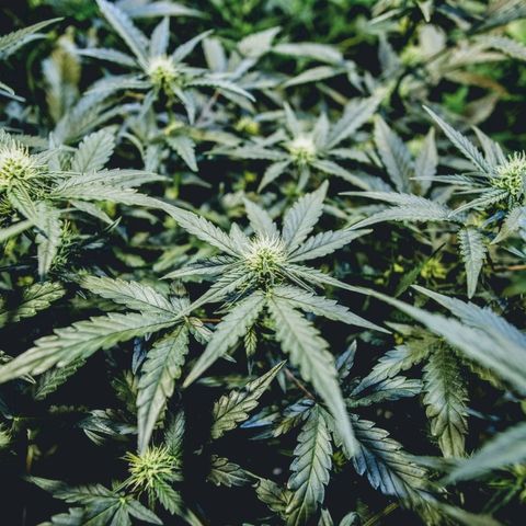 Original Russian 2 growlog timeline photo