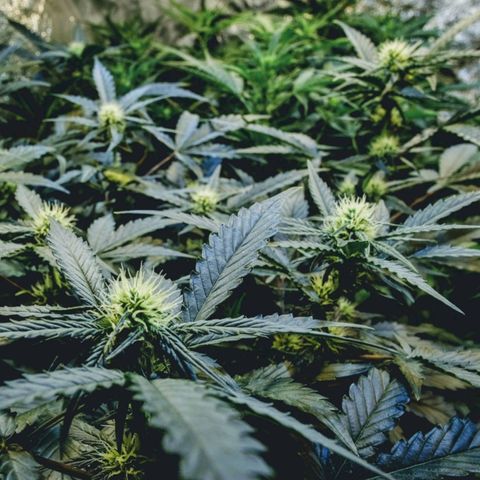 Original Russian 2 growlog timeline photo